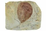 Fossil Leaf (Beringiaphyllum) - Montana #262489-1